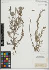 Foto von Salix repens subsp. rosmarinifolia (L.) Andersson